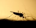 In an emergency: cast off! Mosquitoes are no problem at sea when it's windy. But they are in the bay in the evening.