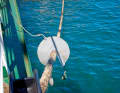 Please do not come on board! If there is a known mouse problem ashore, the entrances may be blocked.