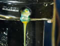 ... until it emerges at the bleed screw.