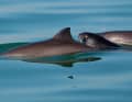 Common harbour porpoise in the Oosterschelde National Park.