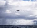 Un majestueux albatros accompagne l'équipe américaine 11th Hour Racing lors du passage du Cap Horn