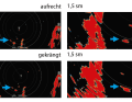 Le visualizzazioni dei radar a banda larga sono mostrate nelle singole immagini di prova. Si tratta di radar comunemente utilizzati sugli yacht.