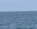 Only the head peeks out - the orca prepares to jump