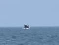 Zoomed in even further: The picture was taken from a distance of about 0.3 nautical miles