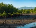 Les mangroves poussent en partie dans l'air et en partie dans l'eau, typiquement le long des côtes dans les régions tropicales et subtropicales proches de l'équateur.