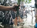 Les étudiants et les forestiers de la Mama Earth Foundation supervisent l'élevage des jeunes plants dans les pépinières et les travaux de plantation, et surveillent la croissance et le renforcement des mangroves.