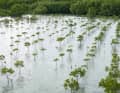 Team Malizias eigenes Projekt: der Malizia Mangrove Park auf den Philippinen