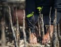 Team Malizia's mangroves thrive here
