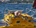 Sven Yrvind 2017 bei der Erprobung seiner "Exlex" in Stockholm. Foto: YACHT/N. Krauss