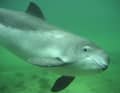 The harbour porpoise is on the red list of critically endangered species. (Photo: ITAW /PWC)