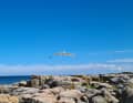 30th place: Eveline Neserke - Seagull approaching. Taken on the coastal path near Allinge/Bornholm