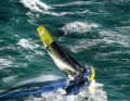 L'incidente che ha coinvolto il Class 40 più veloce di sempre, affondato a circa 300 miglia nautiche a nord dell'isola di Flores, nelle Azzorre, non ha provocato danni alle persone.