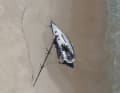 According to YACHT information, the mast did not break during the stranding, but during an unsuccessful towing attempt
