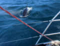 It's about to rumble - Orca in attack mode