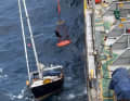 Clinging to the rescue net