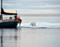 2013 durchquert „La Belle Époque“ die Nordwestpassage, die Crew überwintert anschließend in Alaska. Dabei gibt es gelegentlich Besuch eines Eisbären