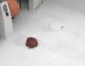 Sì, anche se il tappo di cera è stato inserito nel tubo solo dall'interno, può sopportare la pressione dell'acqua senza problemi.