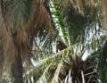 Baboon on the palm tree