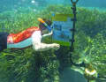 Nella parte nord dell'isola si trova un sentiero per lo snorkeling