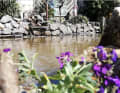 Bernfried Knoop was at least able to enjoy his garden pond, which he cleaned and rebuilt because he....