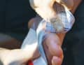 Once the bleeding has stopped, clean and disinfect the wound. Then cover with a wound dressing. If it is at risk of infection, an aluminium-coated dressing is suitable. This also applies to burns
