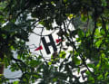 Closer with a small boat: the trees are close enough to touch when "Dulcibella" passes through narrow canals