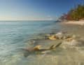 Christophe Mason-Parker, Brite, 2. Platz 

Eine Reihe von Zitronenhaien und Schwarzspitzen-Riffhaien kreuzen in den flachen Gewässern des Aldabra-Atolls in der Republik Seychellen. Aldabra, das seit 1982 zum UNESCO-Weltnaturerbe gehört, ist ein leuchtendes Beispiel für die Auswirkungen, die vierzig Jahre Schutz auf die biologische Vielfalt haben können. 

(wissenschaftlicher Name der Arten Negaprion acutidens (Zitronenhaie) und Carcharhinus melanopterus (Schwarzspitzen-Riffhaie))

