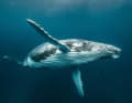"George & the Whales" – ein Film über einen Tour Guide aus Tonga