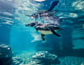 Ozeaneum, Stralsund