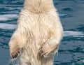 Ein Eisbär, angelockt von Gerüchen aus der Pantry, richtet sich unmittelbar neben dem Schiff zu voller Größe auf