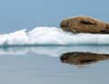 Ob imposante Eisberge oder -bären, kalbende Gletscher oder faulen­­­z­ende Walrosse ...