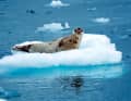A seal has made itself comfortable on a floe and is curiously eyeing the sailors.
