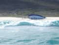 Die gestrandete Yacht am Christmas Beach, Cape Barren Island