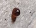 Osmotic acid leaks from a laminate