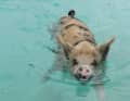 Die schwimmenden Schweine gehören zu den Hauptattraktionen der Bahamas