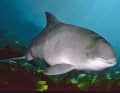 Le focene raggiungono una lunghezza massima di 1,8 metri e pesano tra i 45 e i 75 chilogrammi.