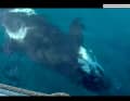 This is how close the orca comes to Team Jajo's ship's side