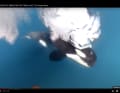Kraftvoll nähert sich der Orca der VO65-Yacht von Team Jajo