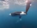Der Orca am Ruder der VO65-Yacht von Team Jajo