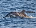 Dolphins are rarely seen in the Baltic Sea, but two young sailors recently managed to spot one in the Kiel Fjord (symbolic image)