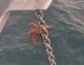 A stowaway on the anchor chain.