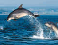 More precisely, they were probably so-called bottlenose dolphins