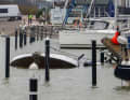Pictures of sunken yachts