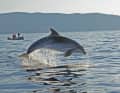 Geliebt und gefährdet: ein Adria-Delfin vor der Küste Kroatiens
