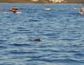 Armada of boats on the hunt for dolphins | Lynn Benda/GRD