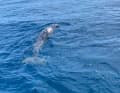 Verletzter Adria-Delfin | Martina Duras/GRD