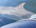 Delfin "Skywalker" löste erst Begeisterung, dann Besorgnis auf einem Schlauchboot aus