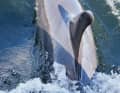 Delfin "Skywalker" löste erst Begeisterung, dann Besorgnis auf einem Schlauchboot aus