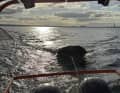The crew was taken on board the "NordFalcken" and the rubber dinghy was towed back to shore