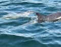 The grinde crew of the "Bailey" encountered two as yet unknown dolphins south of Marstal